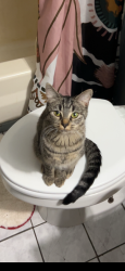 Lost Female Cat last seen fryer street near the i&m c, Channahon, IL 60410