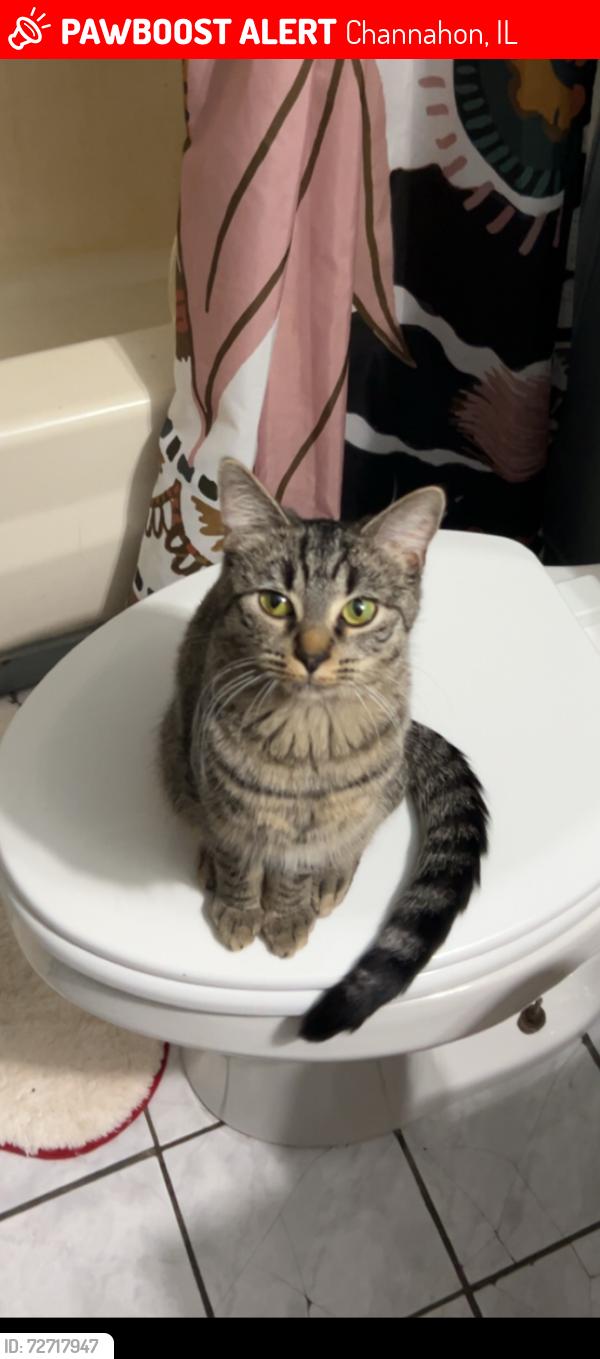 Lost Female Cat last seen fryer street near the i&m c, Channahon, IL 60410