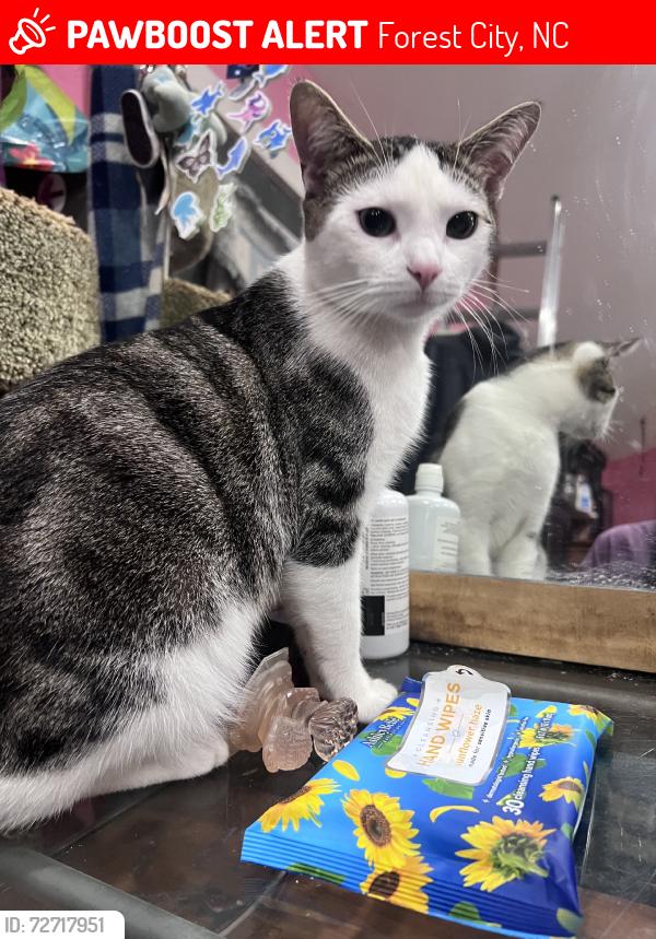 Lost Male Cat last seen forest city nc main street, Forest City, NC 28043