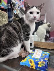Lost Male Cat last seen forest city nc main street, Forest City, NC 28043