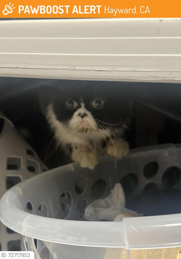 Found/Stray Unknown Cat last seen Near Meek est Park, Hayward, CA 94541