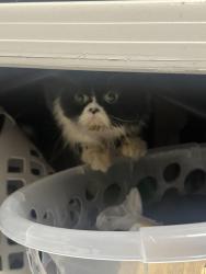 Found/Stray Unknown Cat last seen Near Meek est Park, Hayward, CA 94541