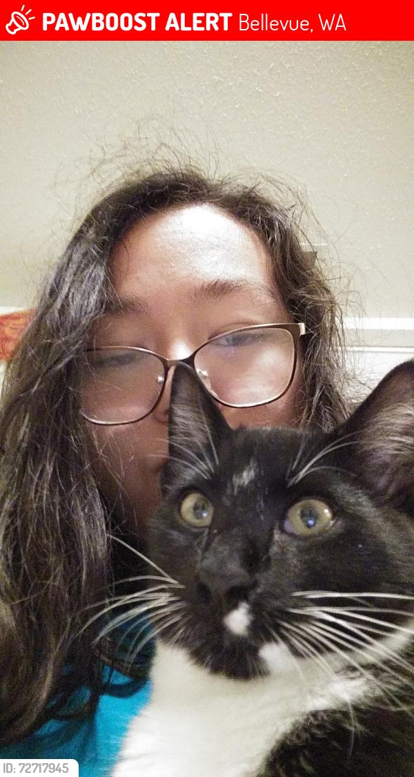 Lost Male Cat last seen Horizon crest, Bellevue, WA 98015