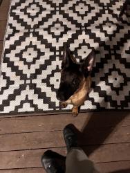 Found/Stray Male Dog last seen Circle K, Candler-McAfee, GA 30032