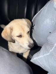Lost Female Dog last seen Bingo, dollar tree , Haltom City, TX 76117