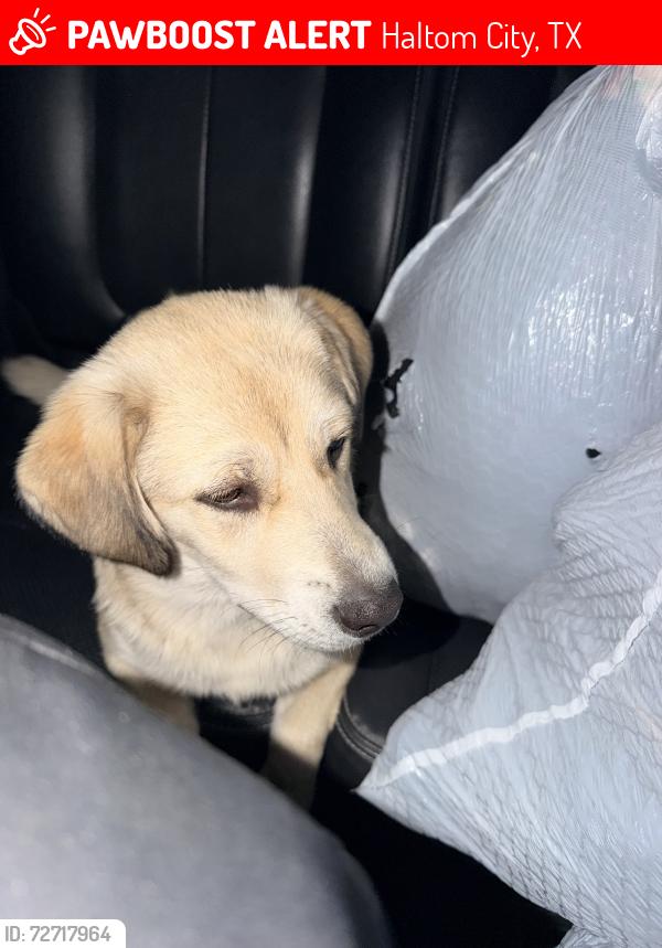 Lost Female Dog last seen Bingo, dollar tree , Haltom City, TX 76117