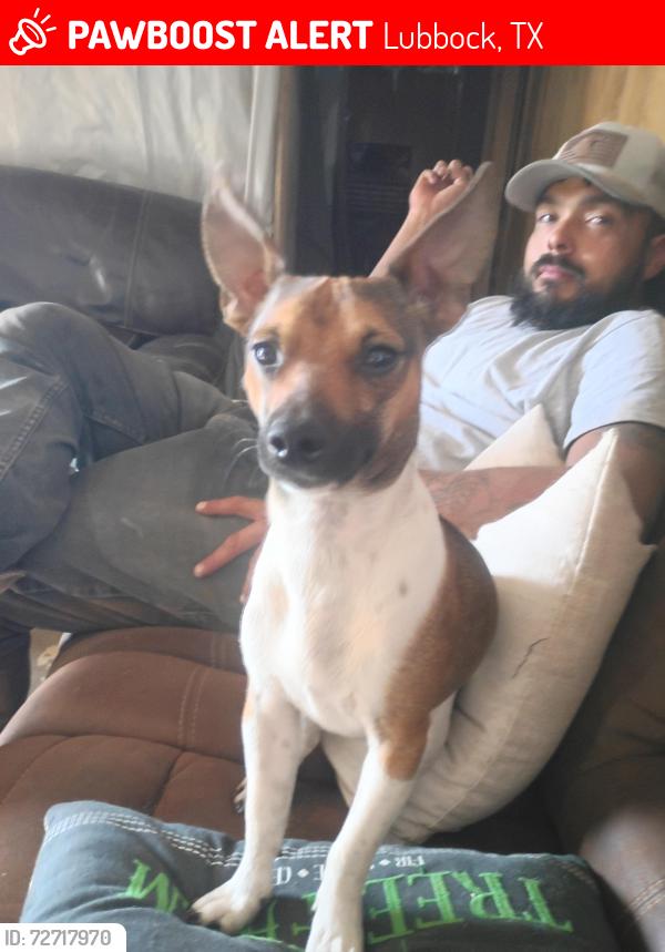 Lost Male Dog last seen 50th and ave.Q, Lubbock, TX 79412