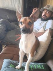 Lost Male Dog last seen 50th and ave.Q, Lubbock, TX 79412