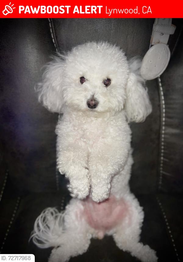 Lost Female Dog last seen Atlantic Ave Between Carlin and Rosecrans, Lynwood, CA 90262