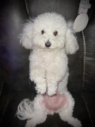 Lost Female Dog last seen Atlantic Ave Between Carlin and Rosecrans, Lynwood, CA 90262
