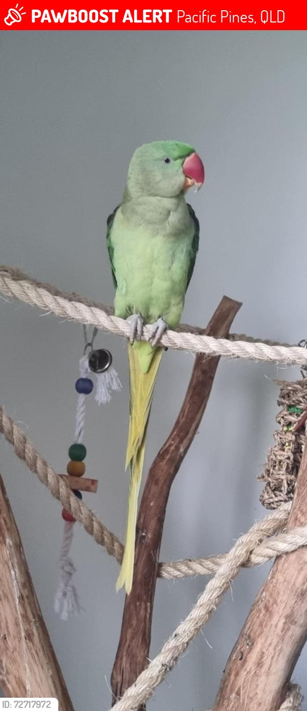 Lost Female Bird last seen Wellers street, Pacific Pines, QLD 4211