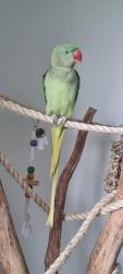Lost Female Bird last seen Wellers street, Pacific Pines, QLD 4211