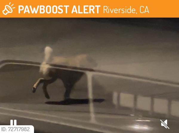 Found/Stray Unknown Dog last seen Cypress Avenue and Golden Avenue, Riverside, CA 92505