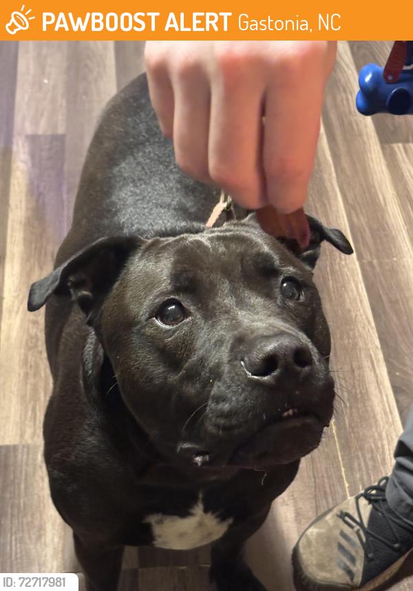 Found/Stray Male Dog last seen QuikTrip on corner of W Garrison Boulevard and W Franklin Blvd, Gastonia, NC 28052