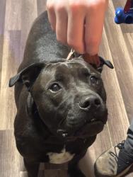 Found/Stray Male Dog last seen QuikTrip on corner of W Garrison Boulevard and W Franklin Blvd, Gastonia, NC 28052