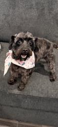 Lost Female Dog last seen near del sol and pismo rey drive, Katy, TX 77493