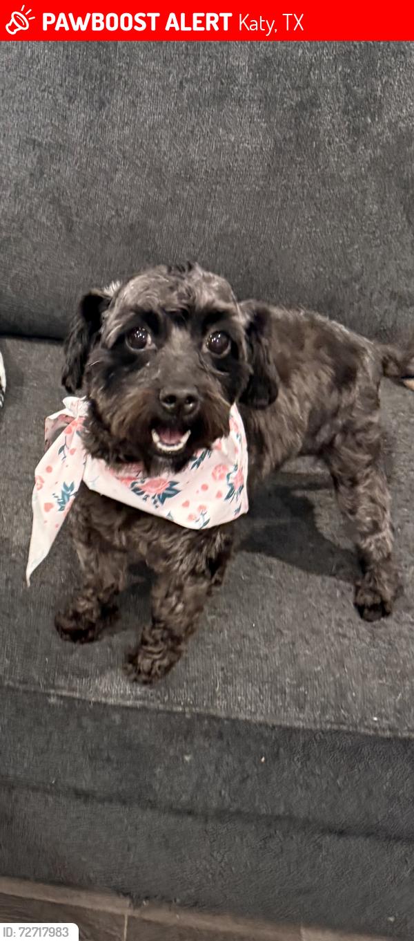 Lost Female Dog last seen near del sol and pismo rey drive, Katy, TX 77493