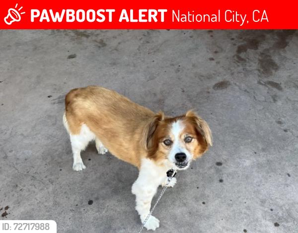 Lost Male Dog last seen Thelma Way and 4th Street, Ira Harbison Elementary School Area , National City, CA 91950