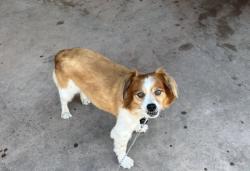 Lost Male Dog last seen Thelma Way and 4th Street, Ira Harbison Elementary School Area , National City, CA 91950