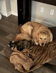 Lost Female Cat last seen Oak Hurt Golf Course , Bullard, TX 75757