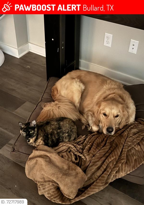 Lost Female Cat last seen Oak Hurt Golf Course , Bullard, TX 75757
