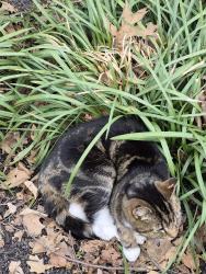 Found/Stray Unknown Cat last seen Saddlehorn dr, Columbus, OH 43221