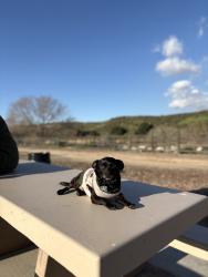 Lost Male Dog last seen Near E 67th st, Long Beach, CA, Long Beach, CA 90805
