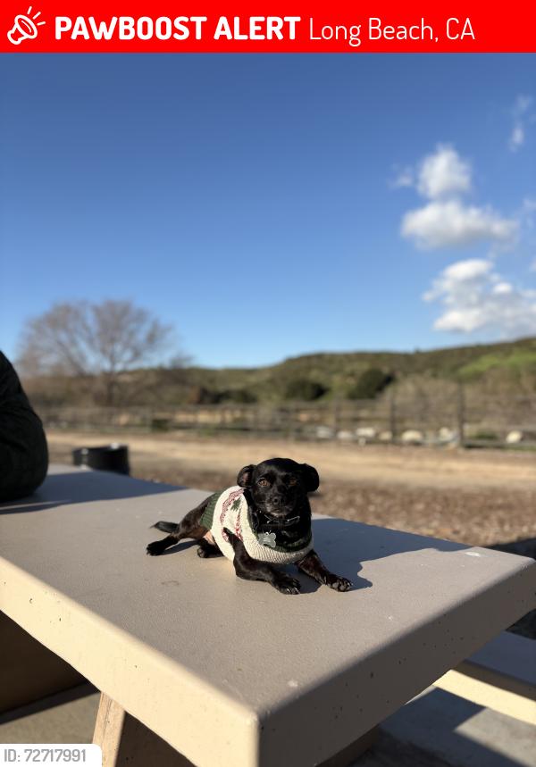 Lost Male Dog last seen Near E 67th st, Long Beach, CA, Long Beach, CA 90805