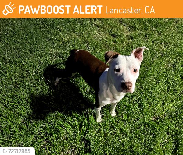 Found/Stray Male Dog last seen Rawley Duntley Park, 3334 W Ave K, Lancaster, CA 93534, Lancaster, CA 93534