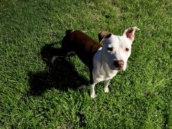 Found/Stray Male Dog last seen Rawley Duntley Park, 3334 W Ave K, Lancaster, CA 93534, Lancaster, CA 93534