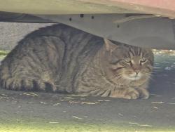 Found/Stray Unknown Cat last seen SW 175th / SW Rose Petal Ln , Aloha, OR 97006