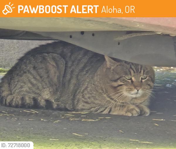 Found/Stray Unknown Cat last seen SW 175th / SW Rose Petal Ln , Aloha, OR 97006