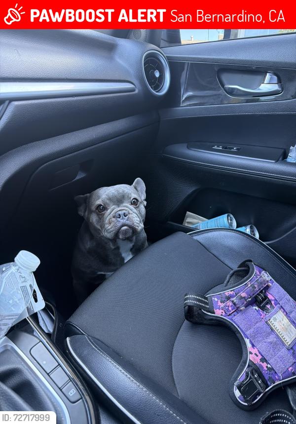 Lost Female Dog last seen Devore animal shelter , San Bernardino, CA 92407