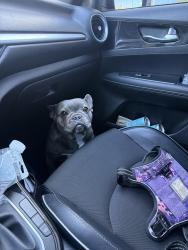 Lost Female Dog last seen Devore animal shelter , San Bernardino, CA 92407
