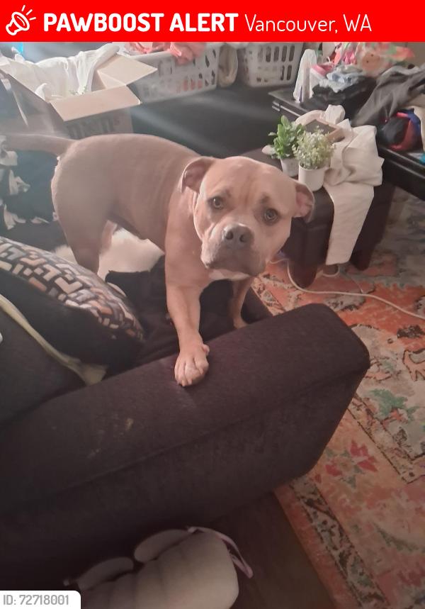 Lost Male Dog last seen 122nd Ave, Vancouver, WA 98682