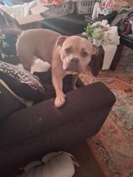 Lost Male Dog last seen 122nd Ave, Vancouver, WA 98682