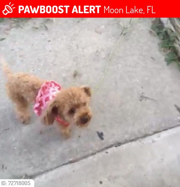 Lost Female Dog last seen Fairwinds rd , Moon Lake, FL 34654