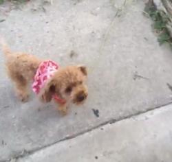 Lost Female Dog last seen Fairwinds rd , Moon Lake, FL 34654