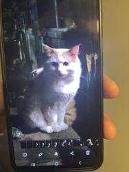 Found/Stray Unknown Cat last seen Near river drive. on patio of ground unit , Richmond, BC V6X 0N2