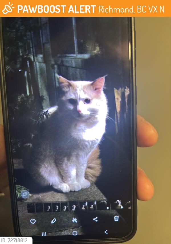 Found/Stray Unknown Cat last seen Near river drive. on patio of ground unit , Richmond, BC V6X 0N2