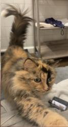 Lost Female Cat last seen 6th west apts, Lexington, KY 40508