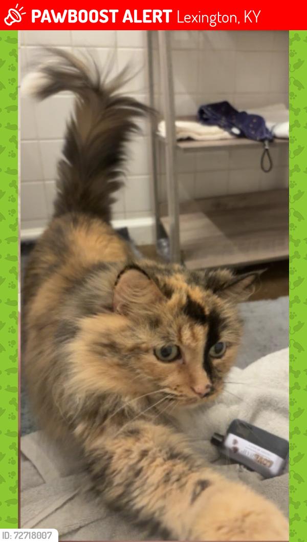 Lost Female Cat last seen 6th west apts, Lexington, KY 40508