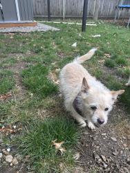 Found/Stray Male Dog last seen Wyoming Street Hayden ID, Hayden, ID 83835