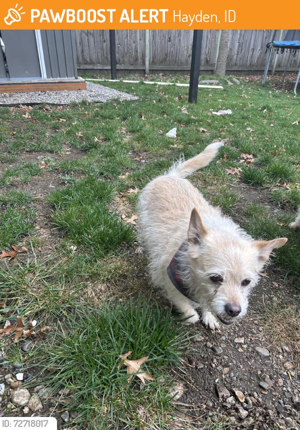 Found/Stray Male Dog last seen Wyoming Street Hayden ID, Hayden, ID 83835