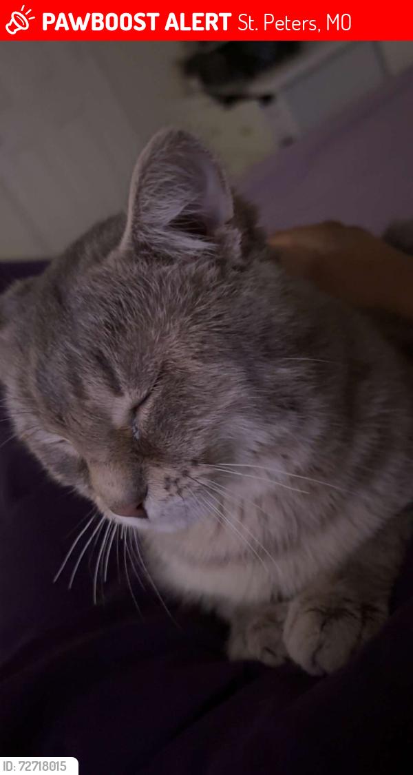 Lost Male Cat last seen Near Cambridgeshire dr, St. Peters, MO 63366
