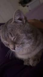 Lost Male Cat last seen Near Cambridgeshire dr, St. Peters, MO 63366