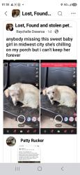 Found/Stray Unknown Dog last seen E Kittyhawk Dr and E Richenbacher Dr in Midwest City., Midwest City, OK 73110