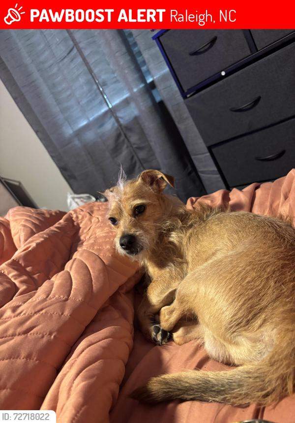 Lost Male Dog last seen Near the apmts dog park or mailboxes, Raleigh, NC 27609