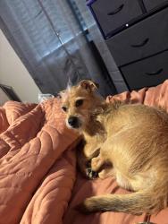 Lost Male Dog last seen Near the apmts dog park or mailboxes, Raleigh, NC 27609