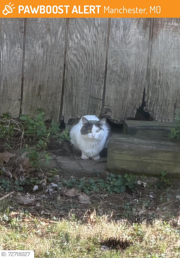 Found/Stray Unknown Cat last seen Off Sulphur Spring Rd, Manchester, MO 63021